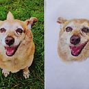 My project for course: Pet Portraits in Colored Pencils. Ilustração tradicional e Ilustração naturalista projeto de Zoe Pasca - 17.09.2023