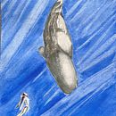 Il mio progetto del corso: Tecniche di illustrazione naturalistica: balene ad acquerello Ein Projekt aus dem Bereich Bildende Künste, Malerei, Aquarellmalerei und Naturalistische Illustration von Isabella Guaitoli - 19.09.2023