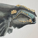 Mon projet du cours : Techniques d'illustration naturaliste : baleines à l'aquarelle. Un progetto di Belle arti, Pittura, Pittura ad acquerello e Illustrazione naturalistica di Isabel Cayer - 21.09.2023