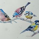 My project for course: Artistic Watercolor Techniques for Illustrating Birds. Traditional illustration, Watercolor Painting, Realistic Drawing, and Naturalistic Illustration project by Fiona Redmond - 09.24.2023