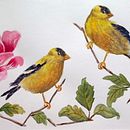 Mi proyecto del curso: Acuarela artística para ilustración de aves. Un projet de Illustration traditionnelle, Aquarelle, Dessin réaliste et Illustration naturaliste de Dani Gall Zder - 24.09.2023