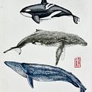 Meu projeto do curso: Técnicas de ilustração naturalista: baleias em aquarela . % Marcelo Pretti tarafından hazırlanan Güzel sanatlar, Tablo, Sulubo, a Resim, Doğalcı İllüstras, Ve on projesi - 09.19.2023