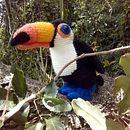 Tucán amigurumi. Un projet de Amigurumi , et Crochet de Jose Arcidiacono - 12.02.2021