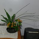 Trabalhos botânicos anteriores e Meu projeto do curso: Técnicas básicas para prensar flores e plantas. Arts, Crafts, Fine Arts, Collage, DIY, Floral, and Plant Design project by Priscila Camargo Reis - 10.02.2023