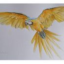  Ilustración naturalista de aves con acuarela. Traditional illustration, Watercolor Painting, Realistic Drawing, and Naturalistic Illustration project by Sebastián Cruz Ledesma - 10.01.2023