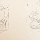 Ricardo Ales course of birds in pen. Un progetto di Disegno, Illustrazione tradizionale e Illustrazione con inchiostro di Rialette Heyneke - 08.10.2023