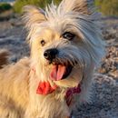 Mi proyecto del curso: Fotografía lifestyle de perros . % Isabel Román tarafından hazırlanan Fotoğrafçılık, Portre Fotoğrafçılığı, Instagram Fotoğrafçılığı, Belgesel Fotoğrafçılık, Ve Yaşam Tarzı Fotoğrafçılığı projesi - 10.08.2023