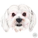 Mi proyecto del curso: Retratos de Mascotas en Lápices de Colores. Un progetto di Illustrazione tradizionale e Illustrazione naturalistica di Carolina Apolaya Csirke - 09.10.2023
