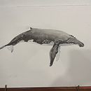 Mi proyecto del curso: Técnicas de ilustración naturalista: ballenas en acuarela. Un proyecto de Bellas Artes, Pintura, Pintura a la acuarela e Ilustración naturalista				 de cggodoymex - 12.10.2023
