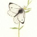 Mariposas y abejas. Un progetto di Illustrazione tradizionale, Bozzetti, Disegno e Disegno a matita di btrizg - 17.10.2023