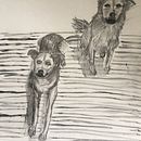 My project for course: Animal Illustration with Charcoal and Ink. Un proyecto de Bellas Artes, Dibujo, Ilustración con tinta e Ilustración naturalista				 de Margaret Phillips - 24.10.2023