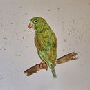 Meu projeto do curso: Técnicas expressivas de aquarela para ilustração de pássaros. Ilustração tradicional, Pintura em aquarela, Desenho realista e Ilustração naturalista projeto de Gislaine Vogel - 25.10.2023