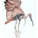 My project for course: Naturalist Illustration with Ballpoint Pen . Ilustração tradicional, Desenho, Desenho realista e Ilustração naturalista projeto de Coralie - 29.10.2023