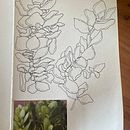 My project for course: Botanical Sketchbooking: A Meditative Approach. Un progetto di Illustrazione tradizionale, Bozzetti, Disegno, Pittura ad acquerello, Illustrazione botanica e Sketchbook di Hayley Humphreys - 31.10.2023