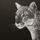 Ilustración naturalista con scratchboard. Un progetto di Illustrazione tradizionale, Belle arti, Disegno, Illustrazione con inchiostro, Illustrazione naturalistica e Incisione di Cecilia Astudillo - 27.10.2023
