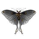 Mi proyecto del curso: Diseño de tatuajes artísticos con efectos dorados en Procreate. Projekt z dziedziny Trad, c, jna ilustracja, Ilustracja c, frowa i Projektowanie tatuaż użytkownika psmiguelesteban - 02.11.2023