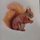 Esquilo. Traditional illustration, and Colored Pencil Drawing project by Luan Santos - 10.18.2023