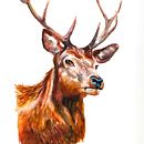 My project for course: Expressive Animal Portraits in Watercolor. Projekt z dziedziny Trad, c, jna ilustracja, Malowanie akwarelą, R, sunek realist, czn, Ilustracja naturalist i czna użytkownika suzij - 02.11.2023