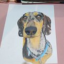 Mi proyecto del curso: Retratos de Mascotas en Lápices de Colores. Traditional illustration, and Naturalistic Illustration project by Blanco Daniela - 11.04.2023