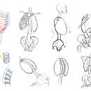 My project for course: Anatomical Drawing of Limbs, Hands and Feet . % Serena Sawalha tarafından hazırlanan Güzel sanatlar, Eskiz çizimi, Kalem Çizimi, Çizim, Portre Çizimi, Gerçekçi Çizim, Sanatsal Çizim, Eskiz defteri, Şekil Çizimi, Mürekkep İllüstras, Ve onu projesi - 11.04.2023