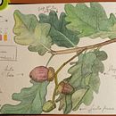 Diario botánico. Projekt z dziedziny Trad, c, jna ilustracja, Malowanie akwarelą, R, sunek botaniczn i Sketchbook użytkownika Nancy Luna - 07.11.2023