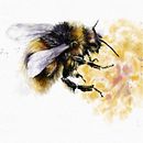 My project for course: Illustrating the Natural World with Watercolor and Charcoal. Un progetto di Illustrazione naturalistica e Illustrazione digitale di vjensen_jaa - 12.11.2023