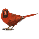 My Backyard Northern Cardinals Ein Projekt aus dem Bereich Traditionelle Illustration, Realistische Zeichnung und Naturalistische Illustration von Susannah Fisher - 12.11.2023