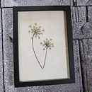 Mi proyecto del curso: Técnicas básicas de prensado botánico Ein Projekt aus dem Bereich H, werk, Bildende Künste, Collage, DIY und Blumen- und Pflanzendesign von aiargazkiak - 14.11.2023