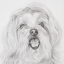 Perla | Retrato mascotas. Pencil Drawing, Realistic Drawing, and Drawing project by David Miguélez López - 11.16.2023