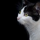 My cat 🐈 . Projekt z dziedziny Fotografia, Fotografia c, frowa,  Kompoz i cja w fotografii użytkownika camille_coursez - 17.11.2023