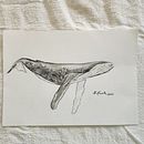 My project for course: Naturalist Illustration Techniques: Whales in Watercolor. Un proyecto de Bellas Artes, Pintura, Pintura a la acuarela e Ilustración naturalista				 de B H - 15.11.2023
