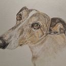 Mi proyecto del curso: Retratos de Mascotas en Lápices de Colores . Ilustrasi tradisional & Ilustrasi Naturalistik proyek oleh yolandajulia - 11.21.2023