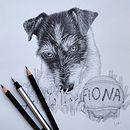 Retrato Fiona Jack russell . % Lucila Obholz tarafından hazırlanan Geleneksel illüstras, on, Ve Kalem Çizimi projesi - 11.26.2023