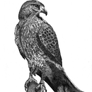 The Hawk . Gambar Pensil proyek oleh Greg Benson-Shettle - 04.20.2023