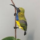 My project for course: Advanced Papercraft Techniques: Designing with Paper Ein Projekt aus dem Bereich Design, Traditionelle Illustration, H, werk, Skulptur und Kartonmodellbau von Jess Stapleton - 29.11.2023