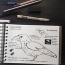 Sketchbook Drawings. Sketchbook project by Carina Alexandra Richter - 12.03.2023