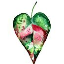 Folha Coração - Ilustração Botânica em Aquarela. Projekt z dziedziny Trad, c, jna ilustracja, R, sunek botaniczn i Malowanie akwarelą użytkownika Rafaela Valmorbida - 05.12.2023