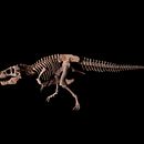 Trex modeling in ZBrush, rendering in Karma . 3D, Design de caractere și modelare 3D de Karel Chytil - 12.08.2023