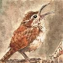 Carolina Wren Ein Projekt aus dem Bereich Traditionelle Illustration, Malerei, Naturalistische Illustration und Editorial Illustration von Susannah Fisher - 10.12.2023