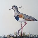 Mi proyecto del curso: Ilustración naturalista de aves con acuarela. Ilustração tradicional, Pintura em aquarela, Desenho realista e Ilustração naturalista projeto de Juan Toledo Toledo - 12.12.2023