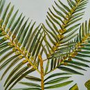 Mi proyecto del curso: Ilustración botánica con acuarela. Un progetto di Illustrazione tradizionale, Belle arti, Pittura, Disegno, Pittura ad acquerello e Illustrazione botanica di andreacastillasanchez1 - 12.12.2023