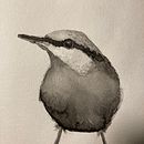 My project for course: Artistic Watercolor Techniques for Illustrating Birds. Pintura em aquarela, e Sketchbook projeto de sis - 14.12.2023