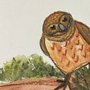 My project for course: Artistic Watercolor Techniques for Illustrating Birds. Een project van Traditionele illustratie y Naturalistische illustratie van Chrees Jubilee - 15.12.2023