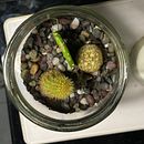 Mi proyecto del curso: Arte vegetal: crea tu propio terrario abierto. Un progetto di Interior design, Paesaggismo, Interior Design, DIY e Design floreale e vegetale di Héctor González - 18.12.2023