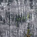 Polish winter wonderland. Een project van Fotografie y Buitenfotografie van Margaret - 18.12.2023