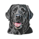 pencil crayon portraits of animals. Un projet de Design , Artisanat, Dessin réaliste, Dessin, Dessin au cra , et on de Kate Sarah Howard Howard - 18.12.2023