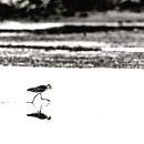 Black and White Bird Images. Un progetto di Fotografia di Sharon Cislowski - 20.12.2023