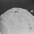 Venice habitants. Projekt z dziedziny Fotografia analogowa użytkownika Luigi Franco - 21.12.2023