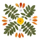 Mon projet du cours : Techniques de base pour le pressage de plantes Ein Projekt aus dem Bereich H, werk, Bildende Künste, Collage, DIY und Blumen- und Pflanzendesign von dicnouk - 21.12.2023