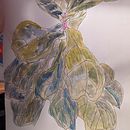 My project for course: Botanical Sketchbooking: A Meditative Approach. Un projet de Illustration traditionnelle, Esquisse , Dessin, Aquarelle, Illustration botanique , et Carnet de croquis de Alina Floroi - 21.12.2023